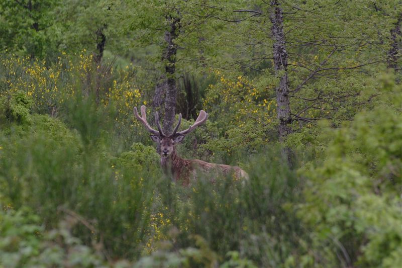 PASSIONE PER IL CERVO